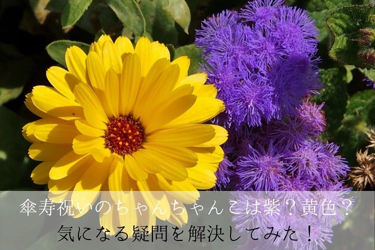 傘寿祝いのちゃんちゃんこは紫？