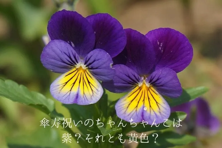 喜寿祝いにちゃんちゃんこは必要なの?