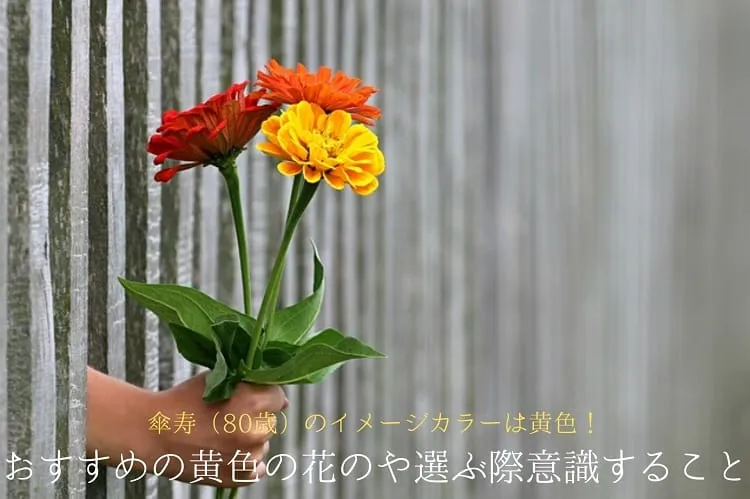 傘寿(80歳)のイメージカラーが黄色の理由は?おすすめの黄色の花のプレゼントや選ぶ際に意識することもご紹介!