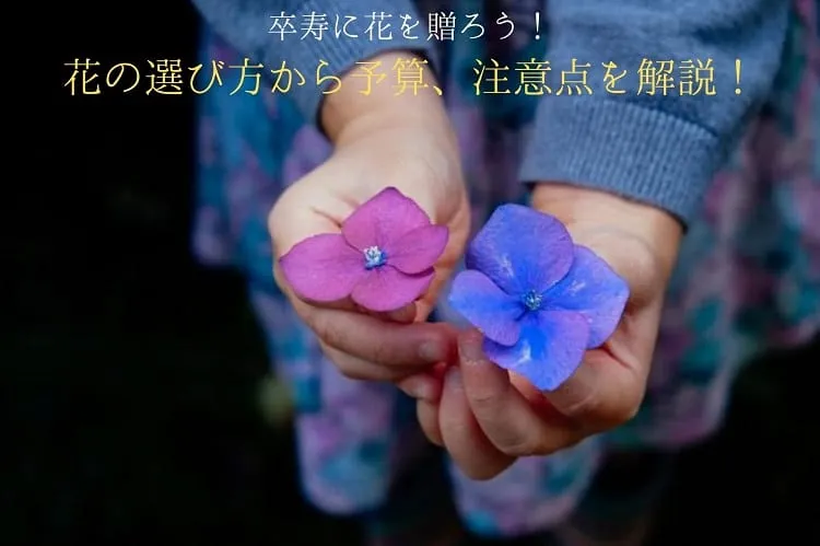 卒寿に花を贈ろう！花の選び方から予算、注意点をまとめて解説！